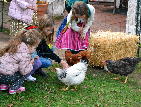 Drei Mädchen streicheln auf einer Wiese ein Huhn